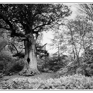 Sabawald SW analog 3 Bearbeitet