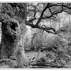 Sabawald SW analog 4 Bearbeitet
