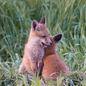 Fuchs Welpe