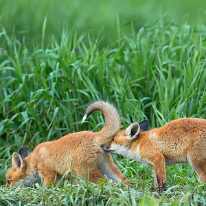 Fuchs Welpe