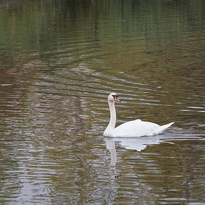 Erste Olympus-RAW-Datei mit DxO PhotoLab 2 bearbeitet und mit PSE15 skaliert [A270010 DxO Axl]