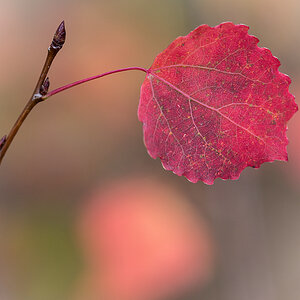 Herbstpappel