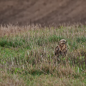 Bussard 1
