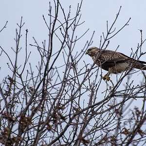 Bussard 5