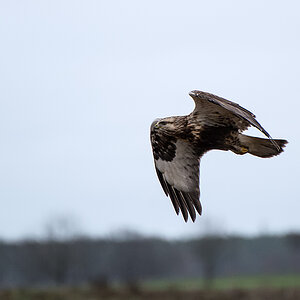 Bussard 6
