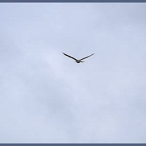 Bussard