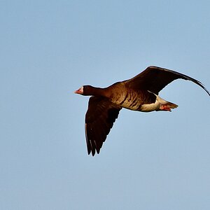 Blässgans im Flug