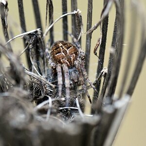 comp DSC 6283

Körbchenspinne  29.12.2018