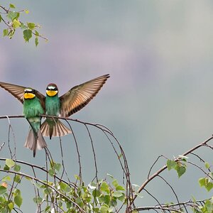 Bienenfresser