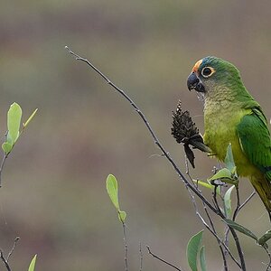 Goldstirnsittich (Peach-fronted Parakeet)

s146 Pivual Peach FrontedParakeet 9296