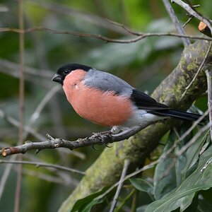 comp DSC 2062