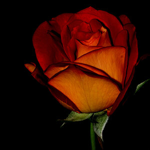 Rose DSC 4613