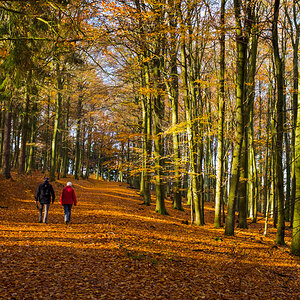 Waldspaziergang