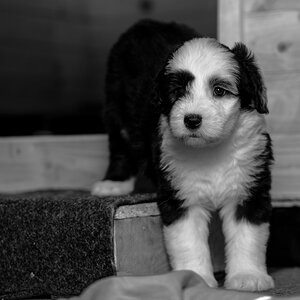 Bobtail