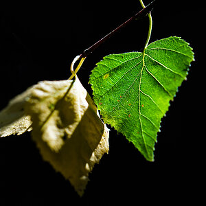 Birke 2