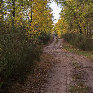 Waldweg