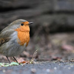 comp DSC 2228