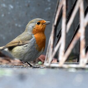 comp DSC 2230