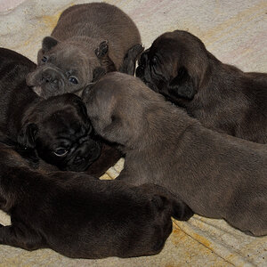 bullys01 01