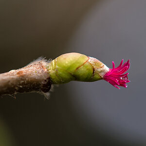 Haselblüte 1