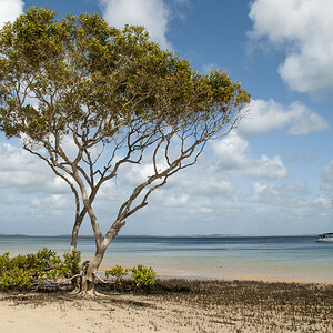 Baum Fraser Island