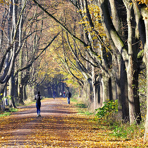 Allee im Herbst