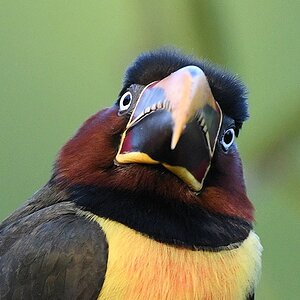 Braunohrassari (Chestnut-eared aracari)

s605 PortoJofre ChestnurEaredAracari 9974a
