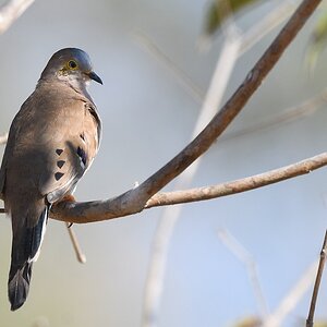 Kamptaube oder auch  Compostäubchen genannt (long-tailed ground dove)

s723 bPantanalHotel LongTailedGroundDove 1905