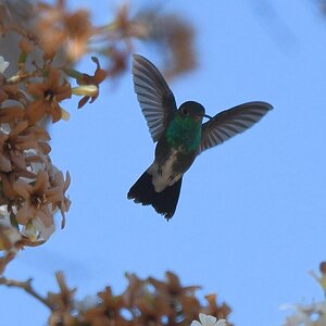 Glanzkehlamazilie (glittering-throated emerald)

s726 bPantnalHotel GlitteringThroatedEmerald 2115