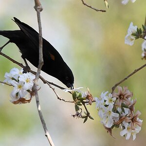 Epaulettentrupial (Epoulet oriole)

s727 bPantnalHotel EpouletOriole 2343