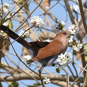 Cayennekuckuck (squirrel cuckoo)

s733 bPantnalHotel SquirrelCouckoo 2599