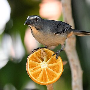 Grausaltator (grayisch Saltator)

s743 PantnalHotel GrayishSaltator 2709