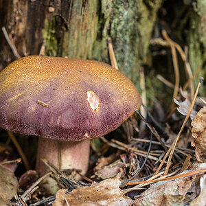 Purpurfilziger Holzritterling
