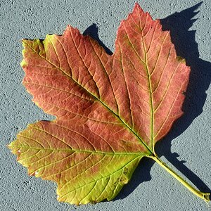 rotes blatt 1200
