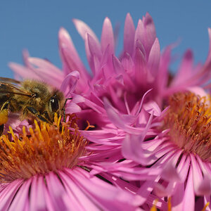 biene Chrysantheme 1200