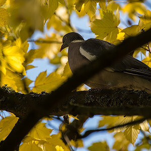 Herbsttaube