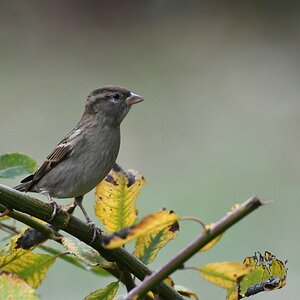 comp DSC 2371

Spatz