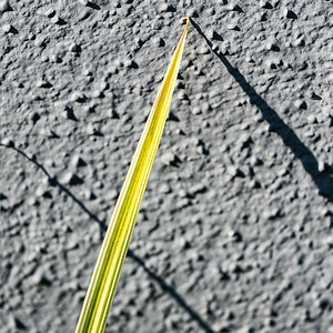 Linien 1366
