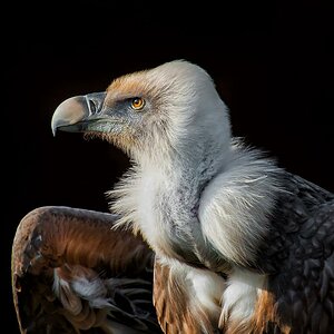 Gänsegeier