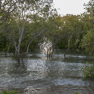 Mangroven Townsville