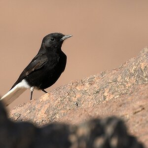 Saharasteinschmätzer (White-croned black wheatear)

s420 BenAisha White CrownedBlackWheatear 9817