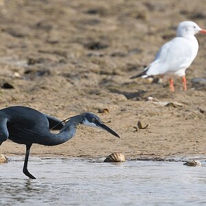 Küstenreiher (Western-Reef Egret) 
im Hintergrund Graukopfmöwe im Schlichtkleid (Grey-headed gull)

s738 Iwik WesternReefEgret GreyHeadedGull 0931