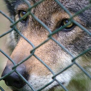 wolf2