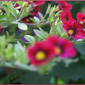 Blumenneu