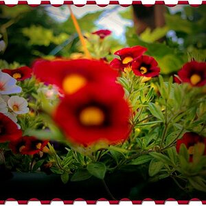 rote Blumenneu