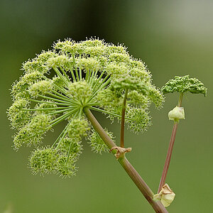 blume 3