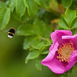 blume 2