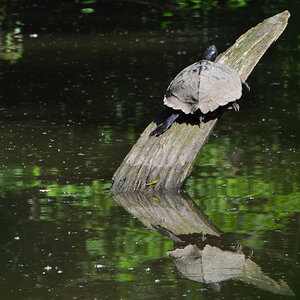 Sumpfschildkröte 01