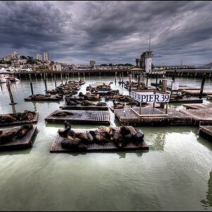 sealions forum