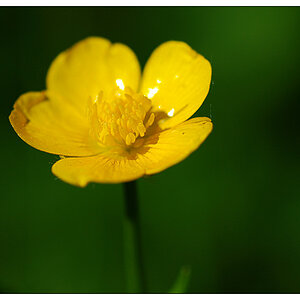 NC Butterblume1